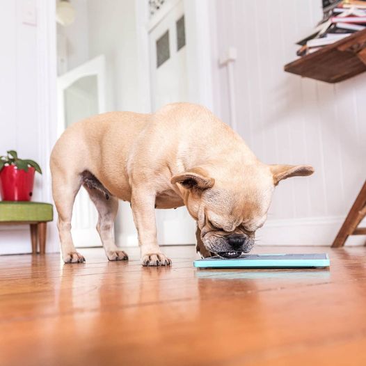 Everything you need to know about lick mats for dogs