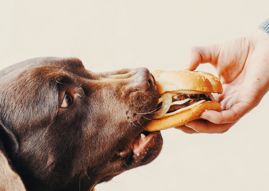 Dog friendly hamburger recipe