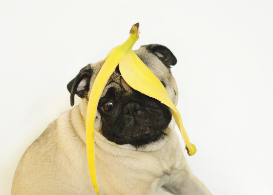 Can dogs eat bananas?