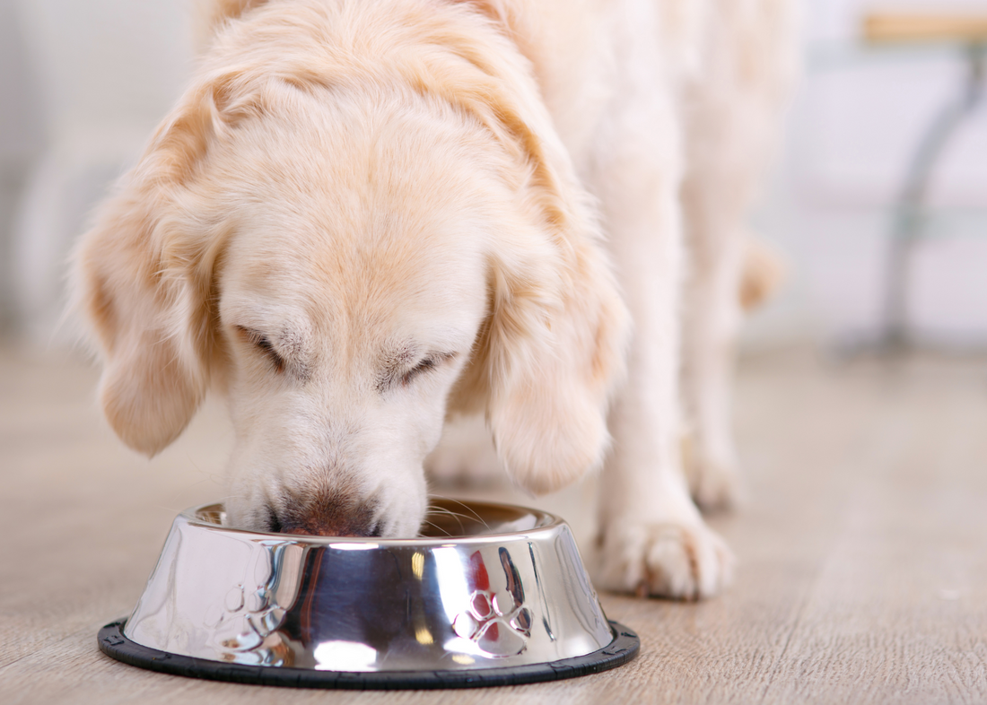 How to stop your dog from eating too fast?