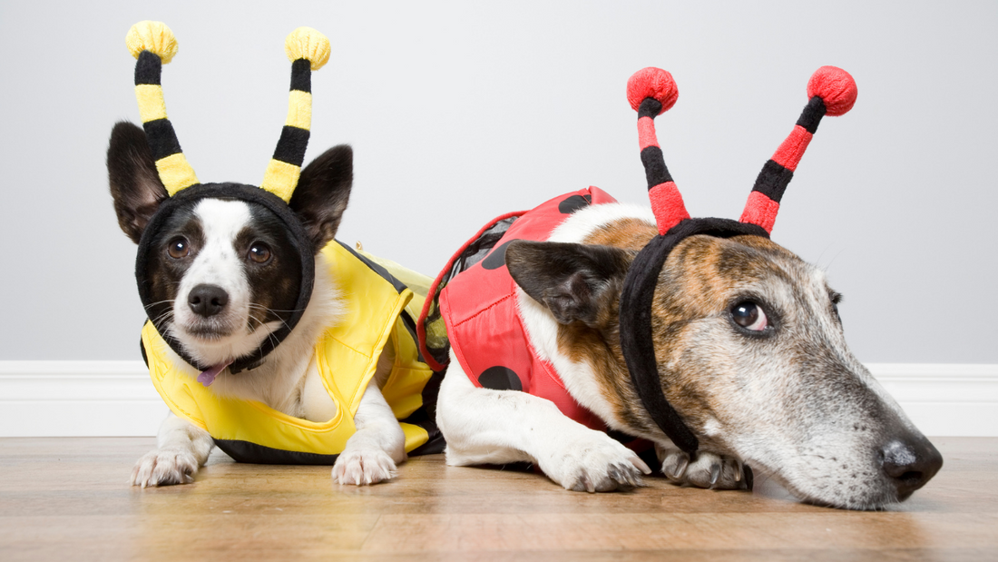 Insect dog treats, what's the buzz?