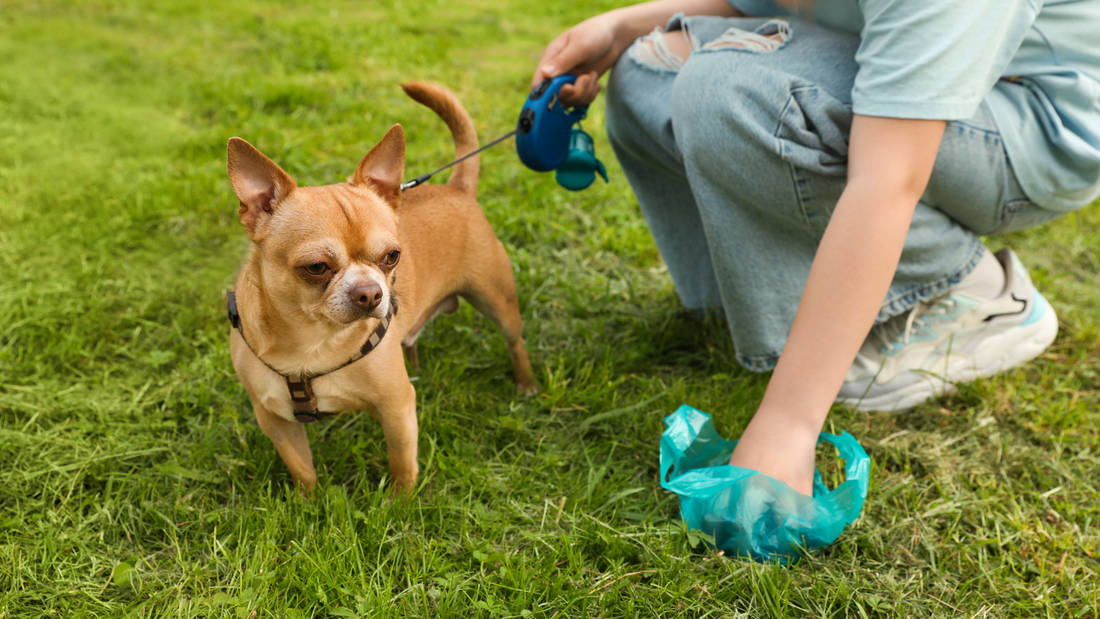 Dog Poop Decoder: What Your Pup’s #2 Reveals About Their Well-being