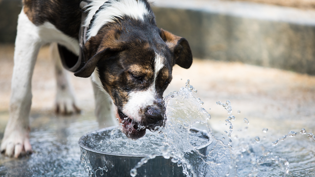 Why Does My Dog Drink So Much Water?