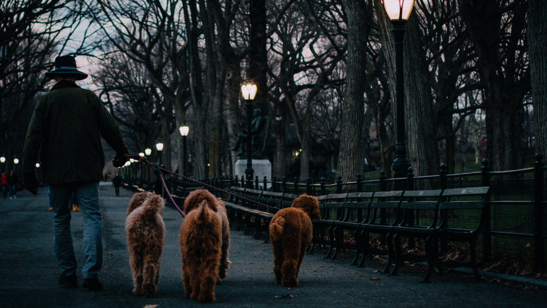 Night Walks with Your Dog: Essential Tips for Safety and Fun