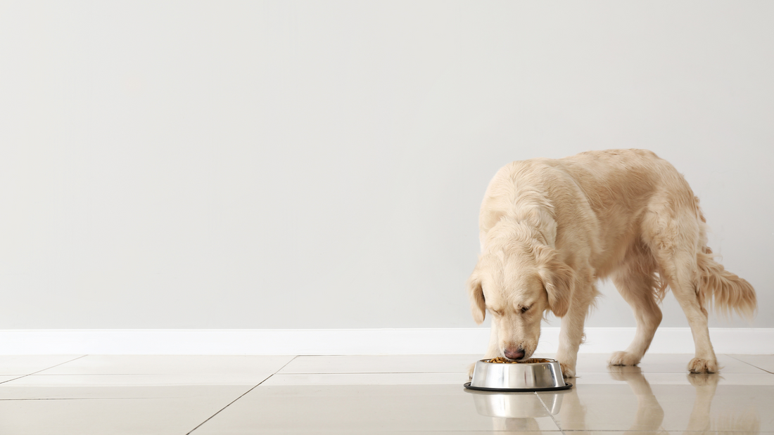 How to Choose the Perfect Food for Your Dog