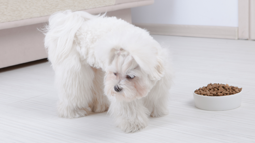 My Dog Won't Eat Dry Food Anymore: What Can I Do?