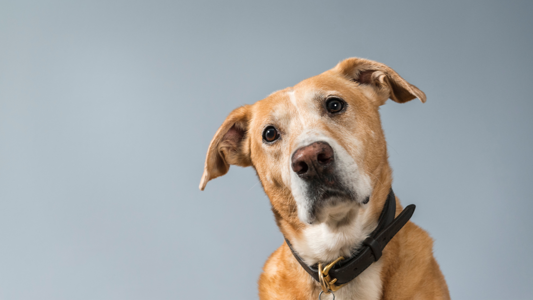 Why Do Dogs Tilt Their Heads? The Fascinating Science of Canine Communication