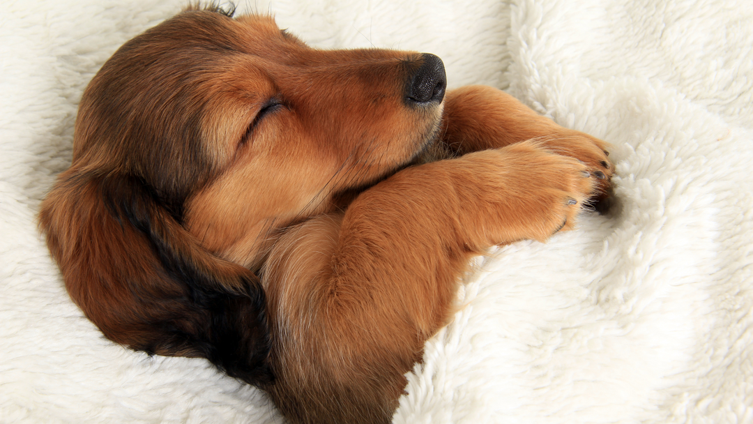 Doggy Dreamland: Decoding Your Pup's Quirky Sleep Positions!