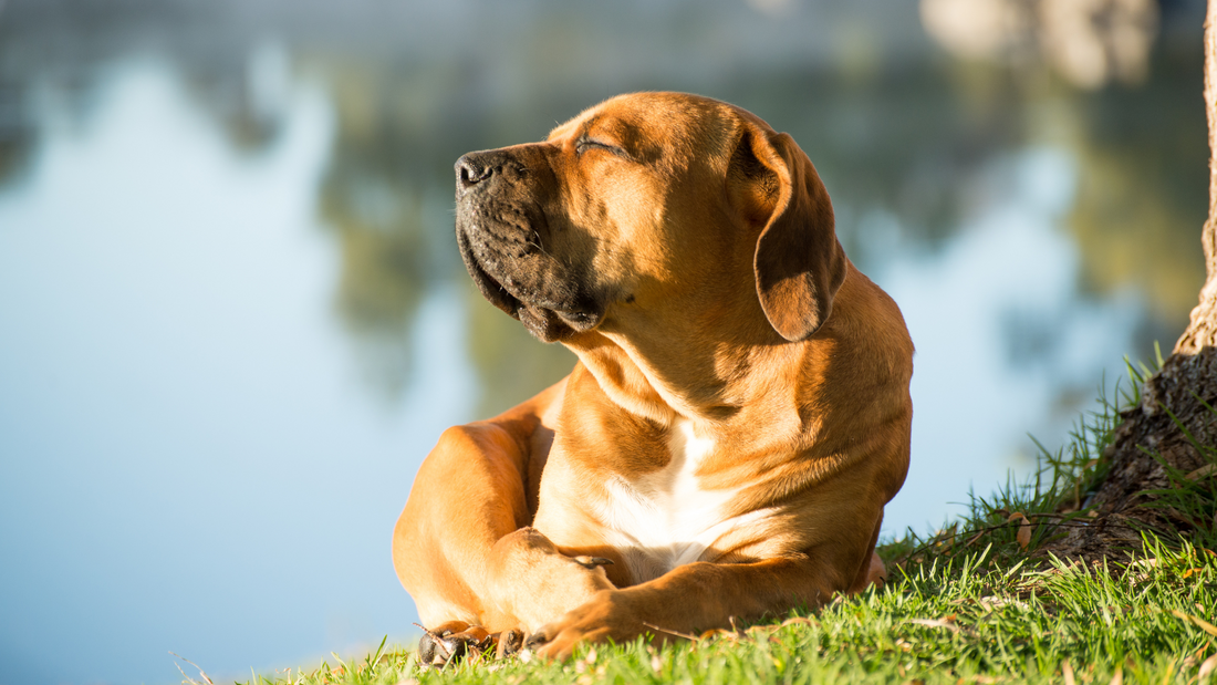 Keeping Your Dog Safe from UV Rays