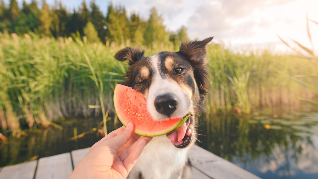 A Guide to Fruits for Dogs: Which Ones to Offer and Which Ones to Avoid