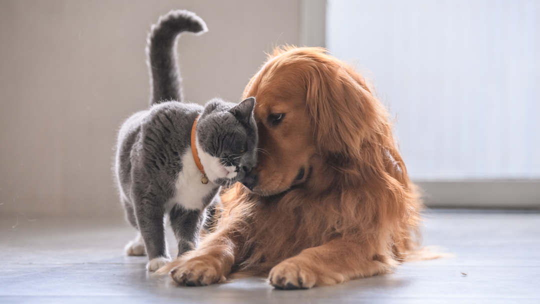 Getting Along is Possible: Dogs and Cats in Harmony