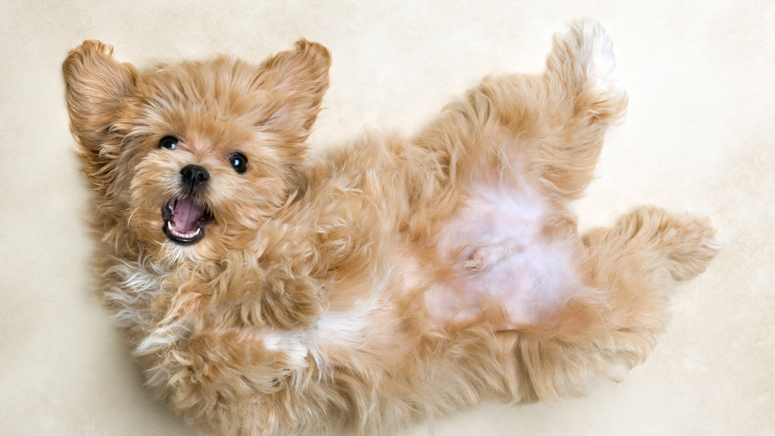 Puppy Power: Boosting Your New Fur Baby's Gut Health with Fresh Food