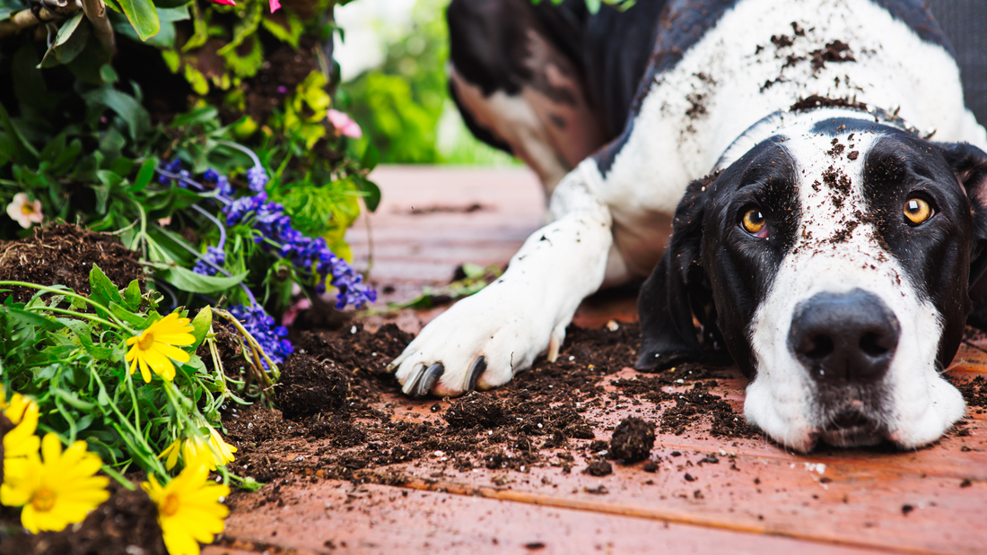 Creating a Safe Garden: Essential Tips and Plant Lists for Dog Owners