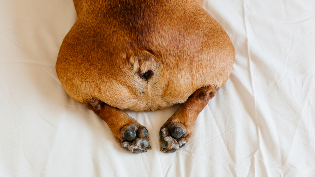 Why Is My Dog Scooting? Anal Glands Explained (And Solved!)