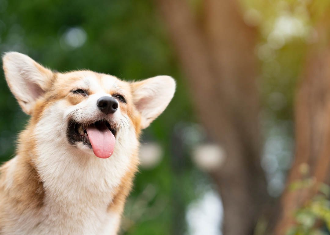 Decoding Dog Happiness: Signs of Joy and Health Every Pet Parent Should Know