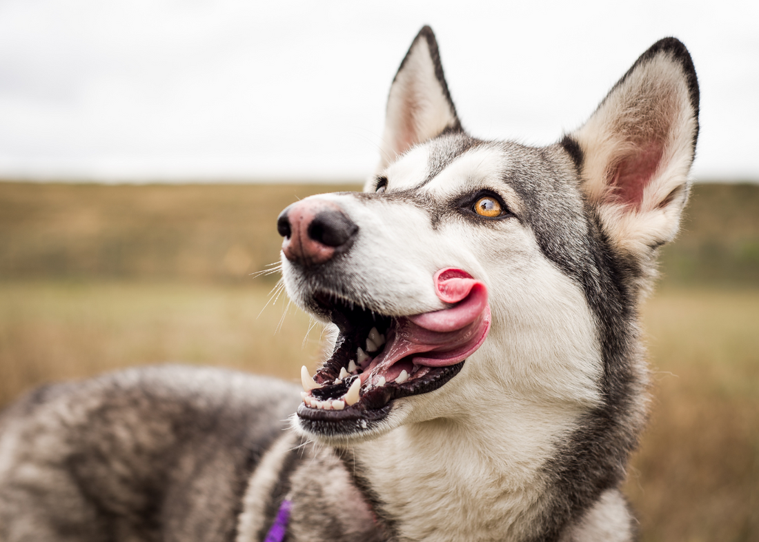 Why Does My Dog Lick Their Mouth?