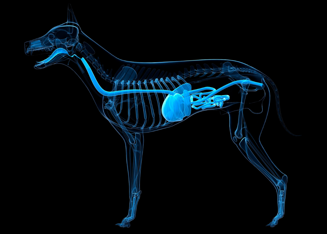 From Bowl to Belly: The Digestive Dance of our Furry Friends!