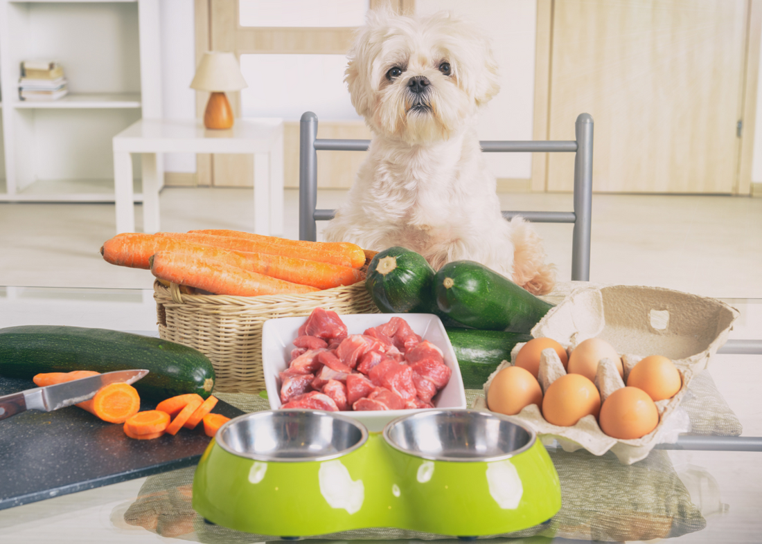 6 Benefits of Feeding your Dog Fresh Food