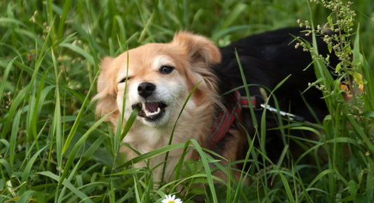 Why does my dog eat grass?