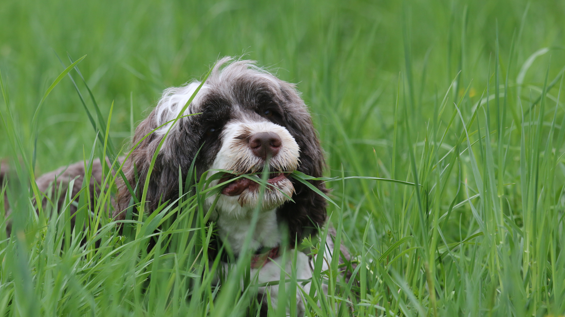 Why do dogs eat grass?