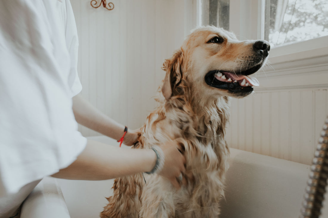 Women bathing a dog