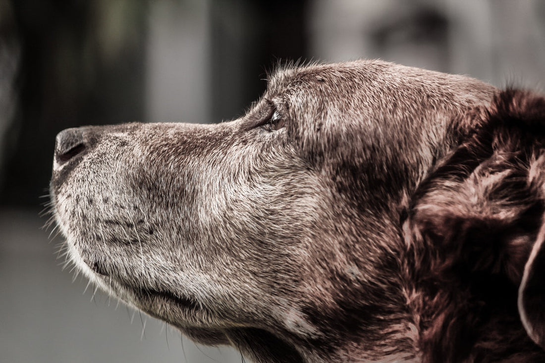 Caring for your senior dog