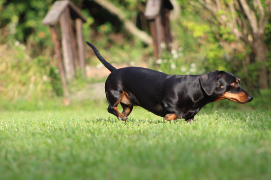 Why do dogs eat poop?