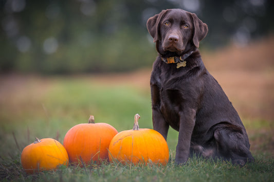 3 homemade Halloween dog treats- easy and healthy!