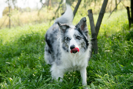 Dog in a spring field