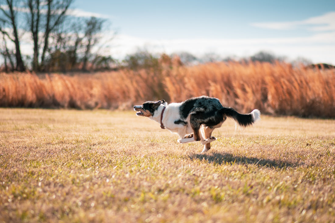 Why is my dog doing zoomies?