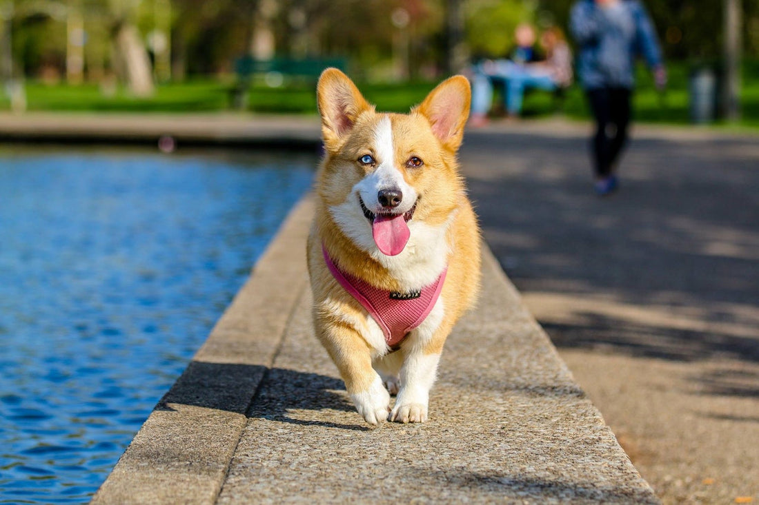 Dog park etiquette