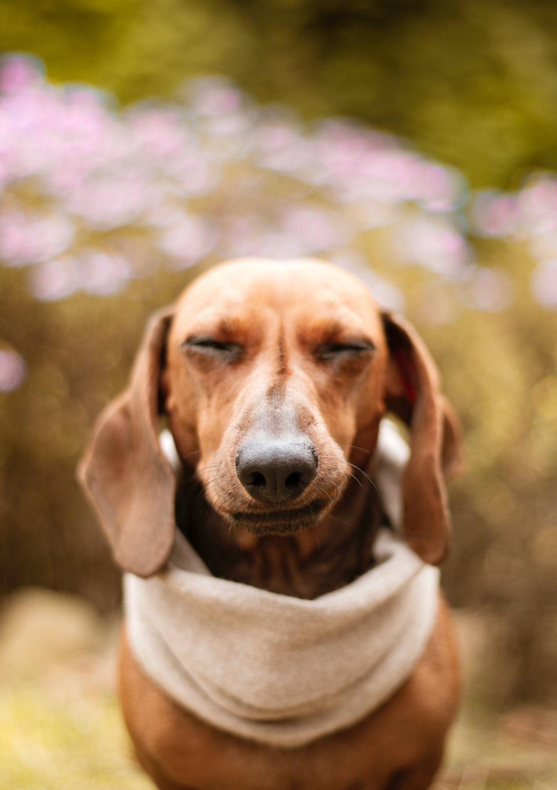 A brown Dachshund wearing a beige neckerchief looks bothered with his eyes semi-closed